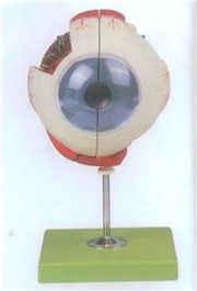高級眼球放大模型帶支架